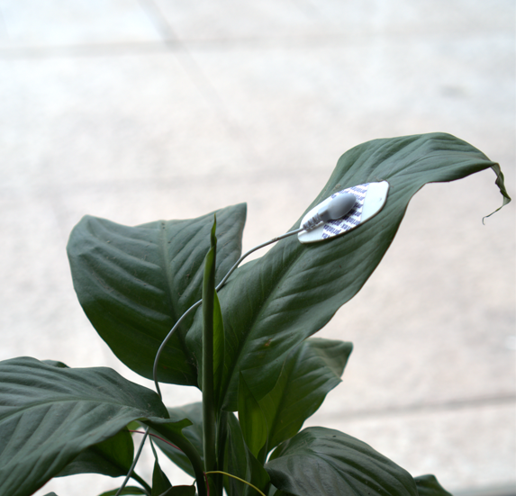 Instalación Arborescentes